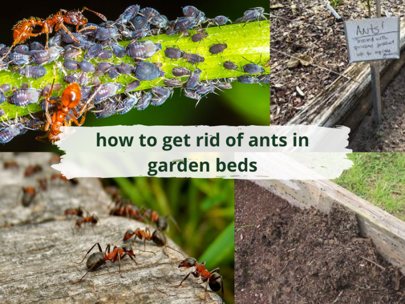 how to get rid of ants in garden beds