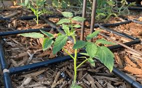 protect your tomato plant from desert climate with deep watering