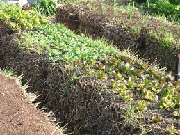 garden bed with straw bale