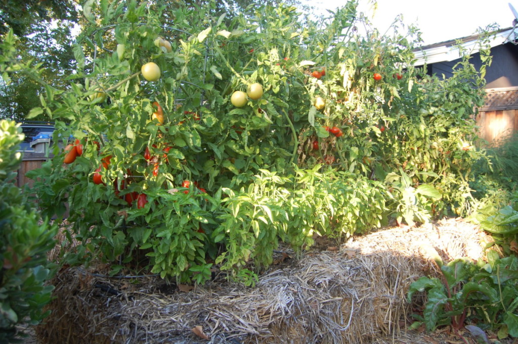 growing vegetables and other crops in straw bale gardens